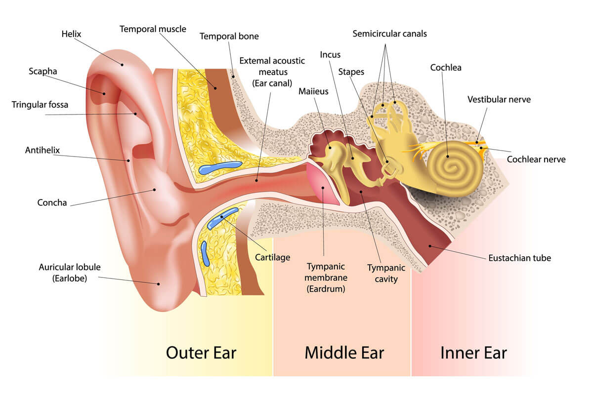 Ear Anatomy